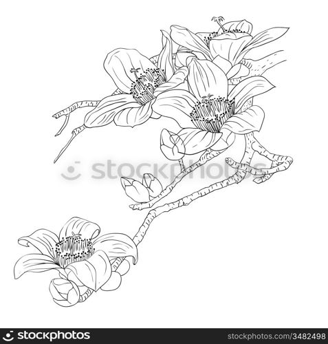 tender twig blossoming orchids on a light background