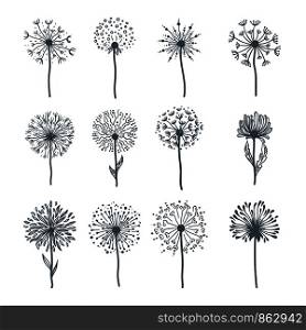 Tender wild dandelion in all phases of blooming. Flower with fresh petals and small seeds on thin stem with leaves isolated cartoon flat monochrome vector illustrations set on white background.. Tender wild dandelion in all phases of blooming
