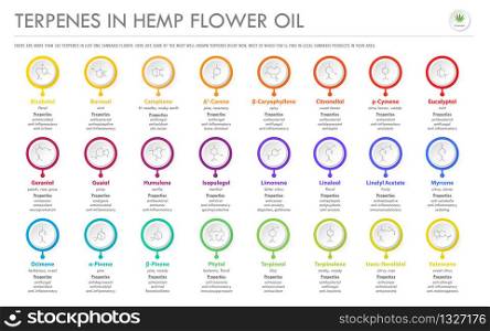 Terpenes in Hemp Flower Oil with Structural Formulas horizontal business infographic illustration about cannabis as herbal alternative medicine and chemical therapy, healthcare and medical science vector.