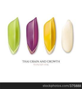 Thai grain and growth, collection, vector illustration and design.