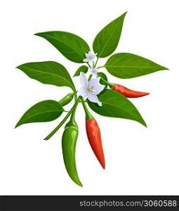 Thai paprika red and green fresh with leaves and chili flower realistic design, isolated on white background, Eps 10 vector illustration