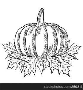Thanksgiving Day. The concept of a national holiday in United States of America, Canada. Pumpkin, maple leaves. Style of engraving. Black and White. Thanksgiving Day in United States of America, Canada. Pumpkin, maple leaves. Style of engraving