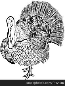Thanksgiving Turkey-cock, black and white hand drawn vector illustration