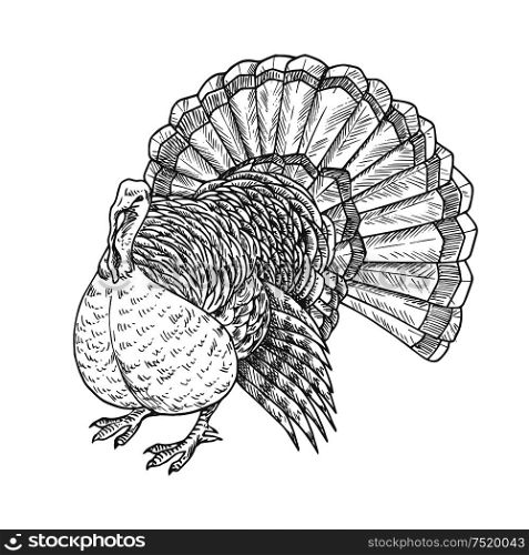 Thanksgiving turkey. Vector isolated turkey bird element for thanksgiving decoration design, greeting card, invitation. Vector pencil sketch object. Thanksgiving turkey vector sketch isolated icon