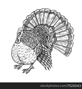 Thanksgiving turkey. Vector isolated turkey bird element for thanksgiving decoration design, greeting card, invitation. Vector pencil sketch object. Thanksgiving turkey vector sketch isolated icon