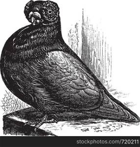The Barb or English Barb, vintage engraved illustration. The barb, a breed of fancy pigeon. Trousset encyclopedia (1886 - 1891).