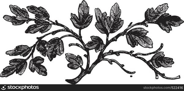 The barren fig tree, vintage engraved illustration.