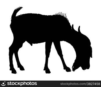 The black silhouette of a billy goat on white