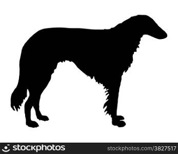 The black silhouette of a longhaired Sighthound