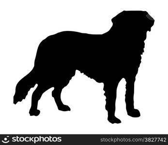 The black silhouette of a Saint Bernard dog