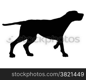 The black silhouette of a setter on white