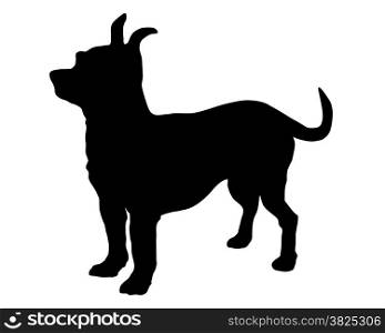 The black silhouette of a shorthaired Chihuahua