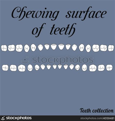 The chewing surface of teeth human fisura- incisor, canine, premolar, molar upper and lower jaw. Vector illustration for print or design of the dental clinic. Chewing surface of teeth