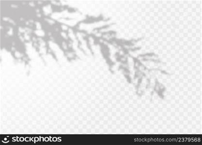The effect of overlaying shadows. Natural light layout.Realistic shadow of tropical leaves or branches on transparent checkered background.. Realistic shadow of tropical leaves or branches on transparent checkered background. The effect of overlaying shadows. Natural light layout.