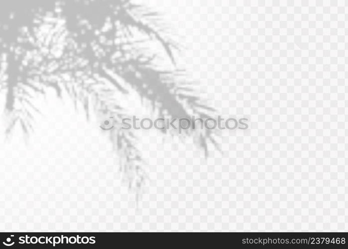 The effect of overlaying shadows. Natural light layoutRealistic shadow of tropical leaves or branches on transparent checkered background.. Realistic shadow of tropical leaves or branches on transparent checkered background. The effect of overlaying shadows. Natural light layout.