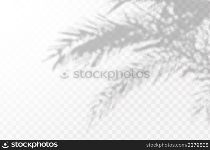 The effect of overlaying shadows. Natural light layoutRealistic shadow of tropical leaves or branches on transparent checkered background.. Realistic shadow of tropical leaves or branches on transparent checkered background. The effect of overlaying shadows. Natural light layout.