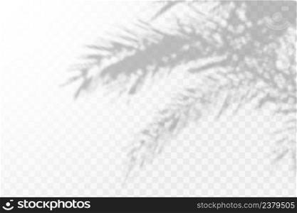 The effect of overlaying shadows. Natural light layoutRealistic shadow of tropical leaves or branches on transparent checkered background.. Realistic shadow of tropical leaves or branches on transparent checkered background. The effect of overlaying shadows. Natural light layout.