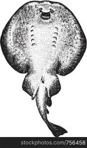 The electric ray, vintage engraved illustration. From Deutch Vogel Teaching in Zoology.