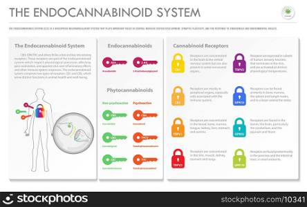 The Endocananbinoid System horizontal business infographic illustration about cannabis as herbal alternative medicine and chemical therapy, healthcare and medical science vector.