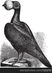 The English Carrier, vintage engraved illustration. English Carrier a breed of fancy pigeon. Trousset encyclopedia (1886 - 1891).