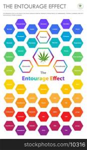 The Entourage Effect Overview vertical business infographic illustration about cannabis as herbal alternative medicine and chemical therapy, healthcare and medical science vector.