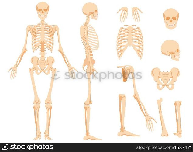 The full anatomical skeleton of a person and individual bones. Performed as an art illustration in a scientific medical style. The main view and side view, also separately the skull, pelvic bone, joints of the legs and arms.. The full anatomical skeleton of a person and individual bones