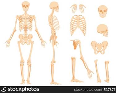 The full anatomical skeleton of a person and individual bones. Performed as an art illustration in a scientific medical style. The main view and side view, also separately the skull, pelvic bone, joints of the legs and arms.. The full anatomical skeleton of a person and individual bones