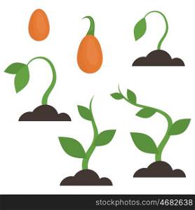 The growth stage of the plants. Vector illustration