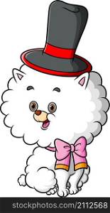 The happy bichon dog is doing the contest and using the magic hat