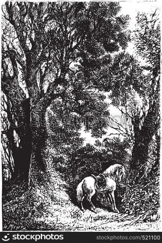 The horse tied to a tree, vintage engraved illustration.