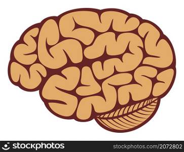 The human brain vector illustration