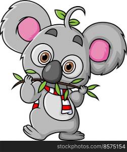 The koala is standing and eating twigs while looking at camera