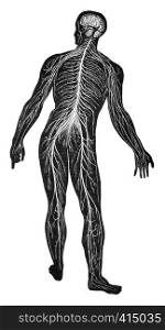 The nervous system, vintage engraved illustration.