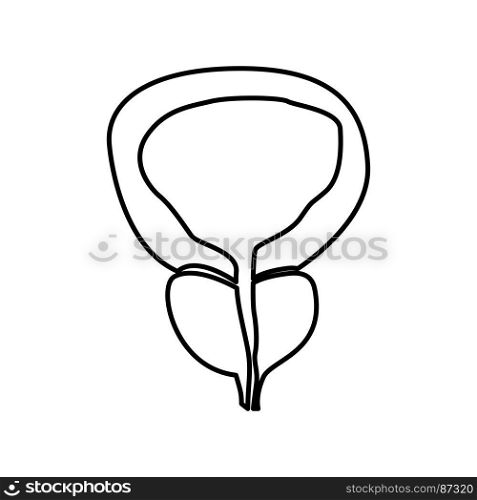 The prostate gland and bladder icon .