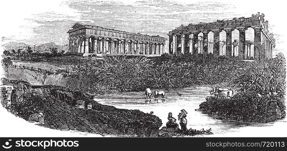 The ruins of temples at Paestum in Campania, Italy, during the 1890s, vintage engraving. Old engraved illustration of the ruins of temples with cattles in a pond at front.