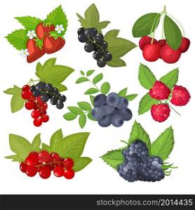 The set of vector berries is isolated. Blueberries, currants, cherries, strawberries, blackberries, raspberries. Cartoon flat