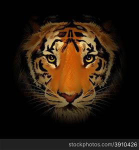 The tiger head in the dark. Illustration in realistic style.. The Tiger Head