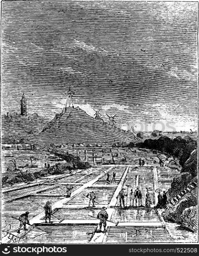 The Tour de France a small Parisian, Salt marshes, vintage engraved illustration. Journal des Voyage, Travel Journal, (1880-81).