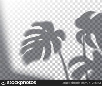 The transparent shadow overlay effect. Leaves of monstera for branding. A4 format Mockups. Scenes of natural lighting. Photo-realistic vector. The monstera leaves and window frame overlays shadows