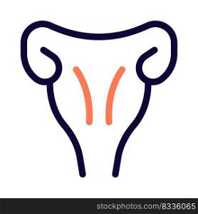 The uterus is a hollow muscular organ located in the female pelvis between the bladder and rectum