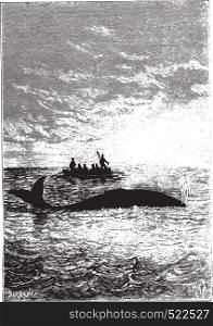 The whale stood one cable, vintage engraved illustration.