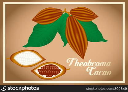 Theobroma cacao - cacao fruits and leafs vector illustration