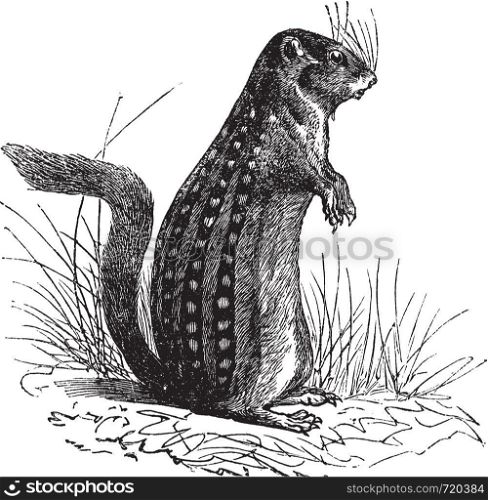 Thirteen-lined ground squirrel or Ictidomys tridecemlineatus or Spermophilus tridecemlineatus or Striped gopher or Leopard ground squirrel or Squinney or Leopard-spermophile, vintage engraving. Old engraved illustration of Thirteen-lined ground squirrel in the meadow.