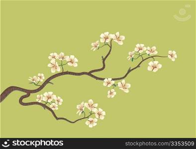 This is the vector illustration of a flowered sakura, japanese cherry tree