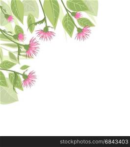 Thistle with green leaves. Vector Illustration thistle with green leaves on a white background