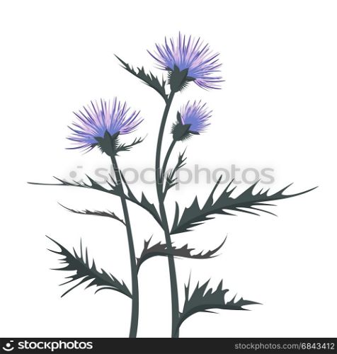 Thistle with leaves. Vector Illustration thistle with leaves on a white background