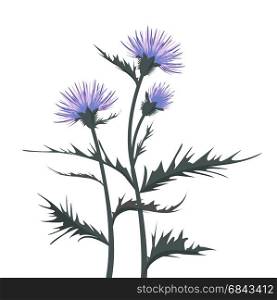 Thistle with leaves. Vector Illustration thistle with leaves on a white background