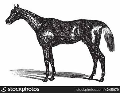 Thoroughbred or Equus ferus caballus, vintage engraving. Old engraved illustration of a Thoroughbred.