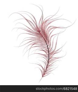 thoroughly painted, red ostrich feather on a white background.&#xA;
