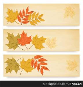 Three autumn banners with color leaves